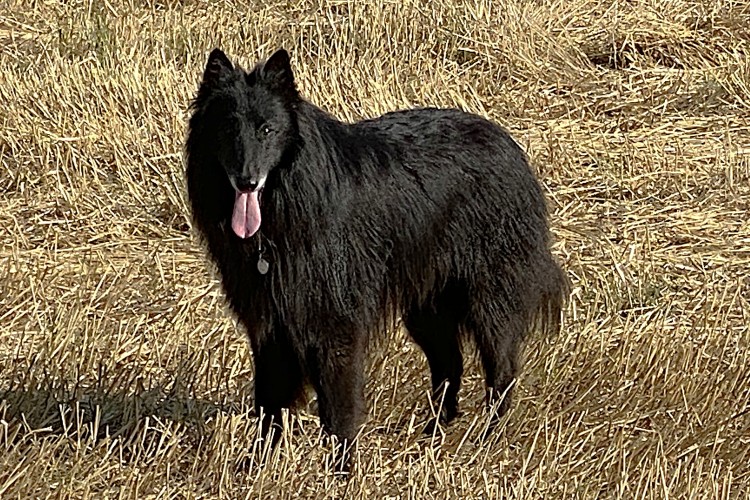 Onyx 7 1/2 Jahre alt