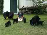 Ursi mit ihrem Hunde-Nachwuchs